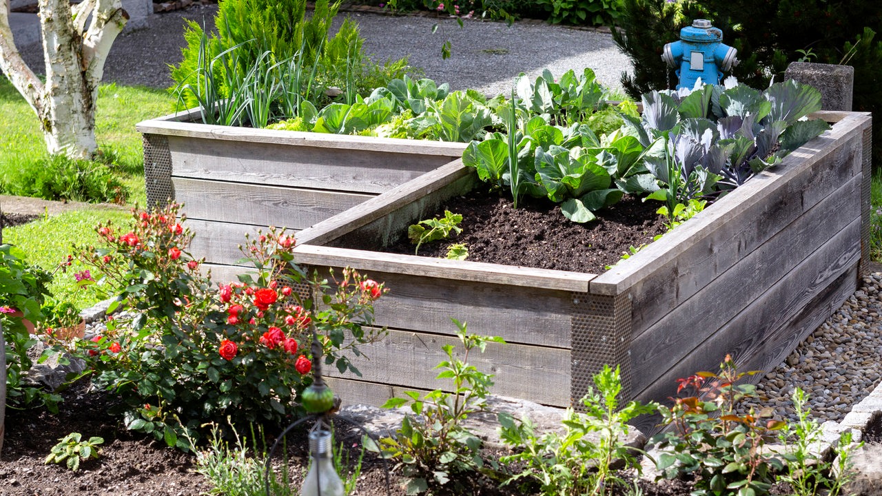 Ein Hochbeet im Garten mit Gemüse 