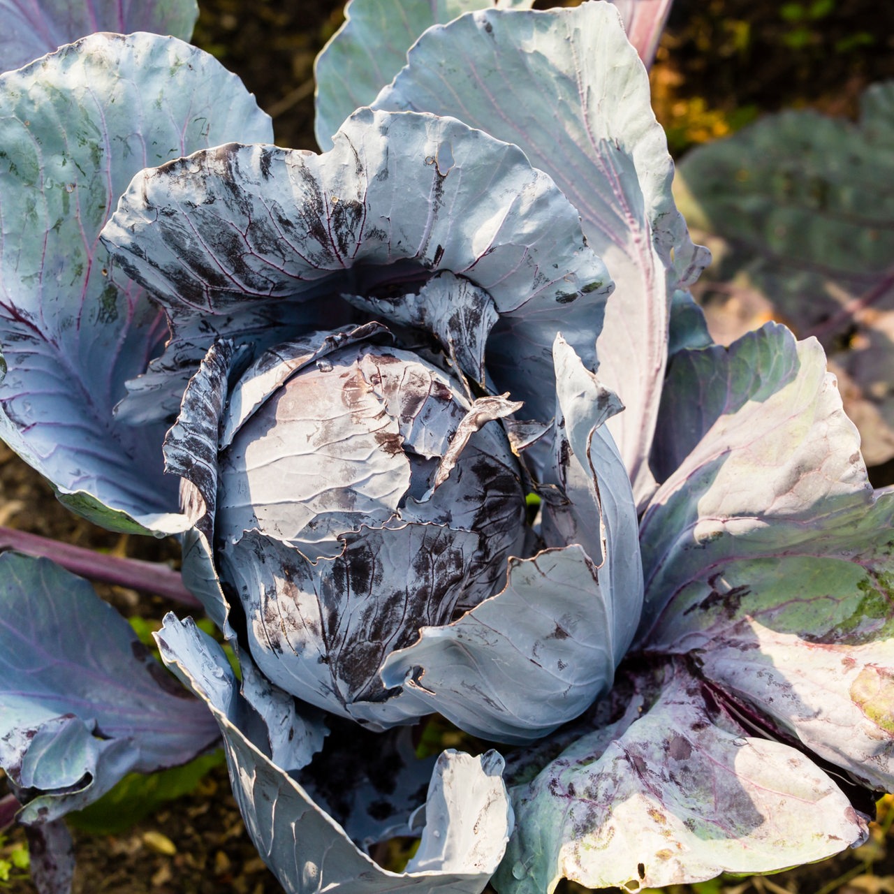 Rotkohl im Beet