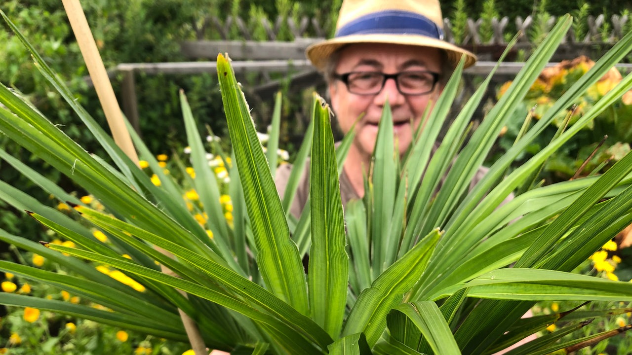 Jens Schellhass steht hinter einer Palme